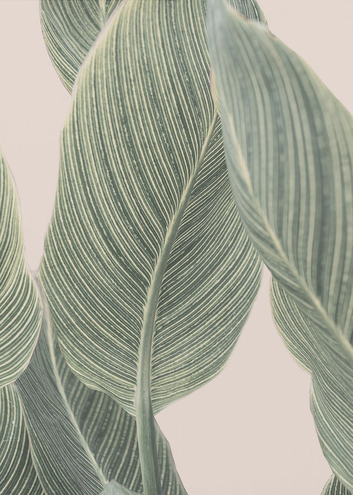 Calla-Blatt | Leinwand