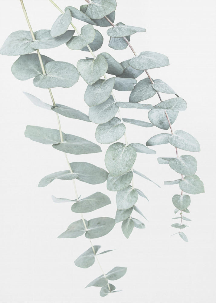 Eukalyptus I | Leinwand
