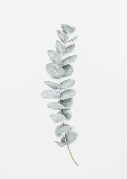 Eukalyptus II | Poster