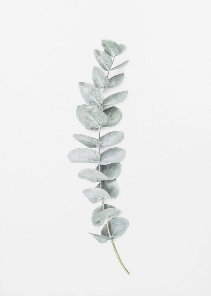 Eukalyptus II | Leinwand