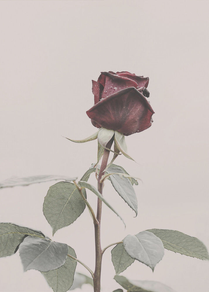 Rose | Poster