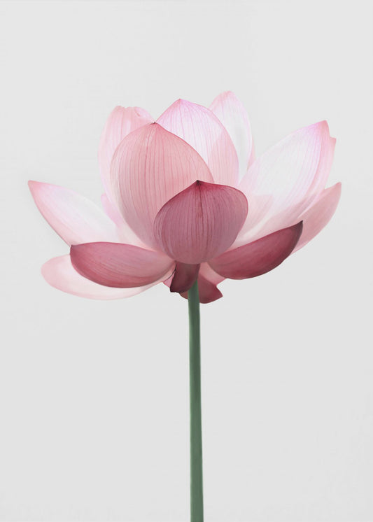 Lotusblume | Poster