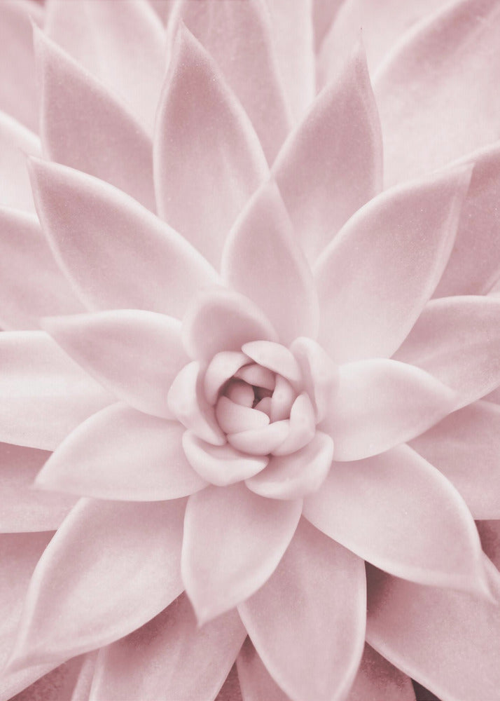Rosa Sukkulente | Poster