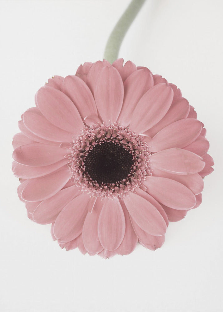 Rosa Gerbera II | Poster