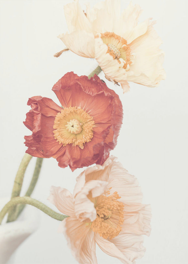 Mohnblumen | Leinwand