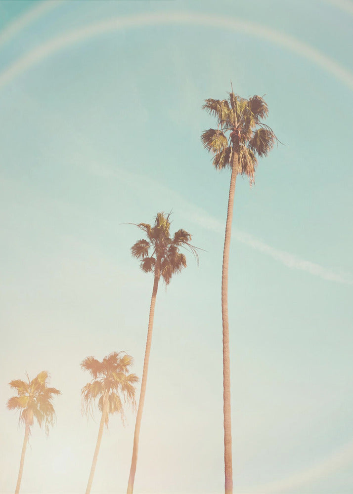 Sunny Cali Palm Tree | Canvas