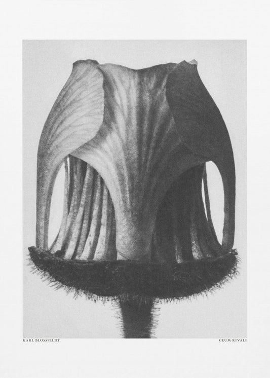 Geum Rivale | Leinwand