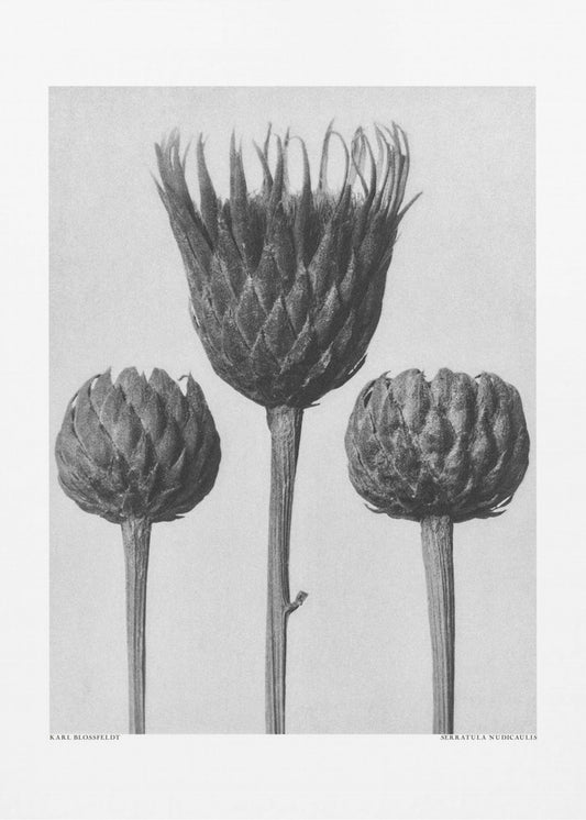 Serratula Nudicaulis | Leinwand