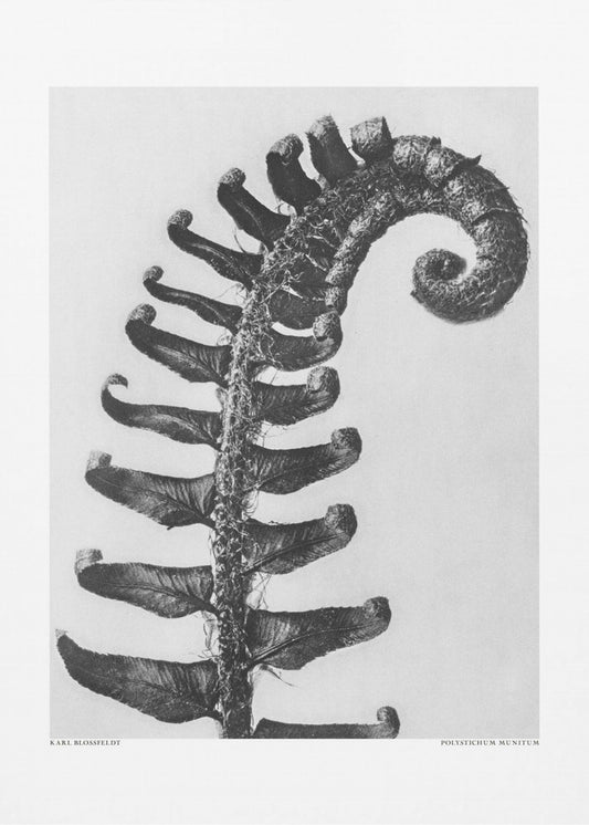 Polystichum Munitum | Leinwand
