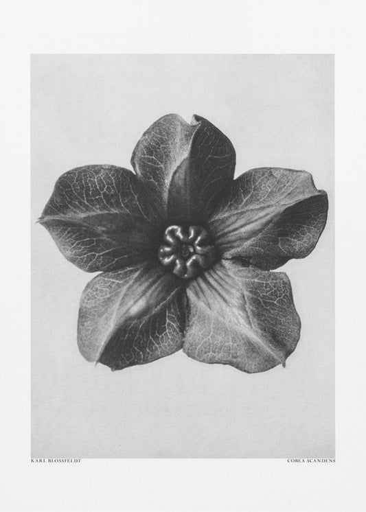 Cobaea Scandens | Leinwand