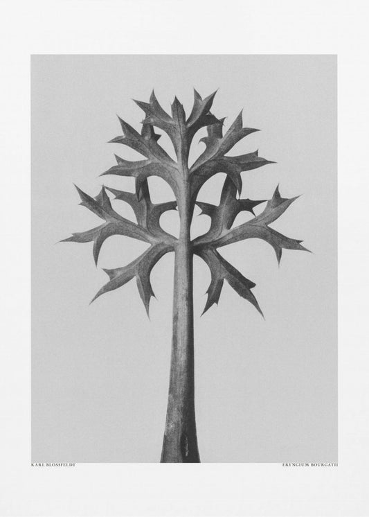 Eryngium Bourgatii | Leinwand