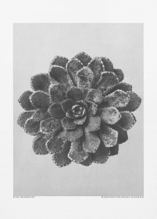 Pyramiden-Steinbrech | Leinwand