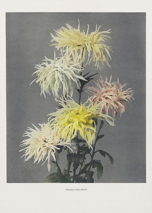 Nami-Chi-Dori | Leinwand