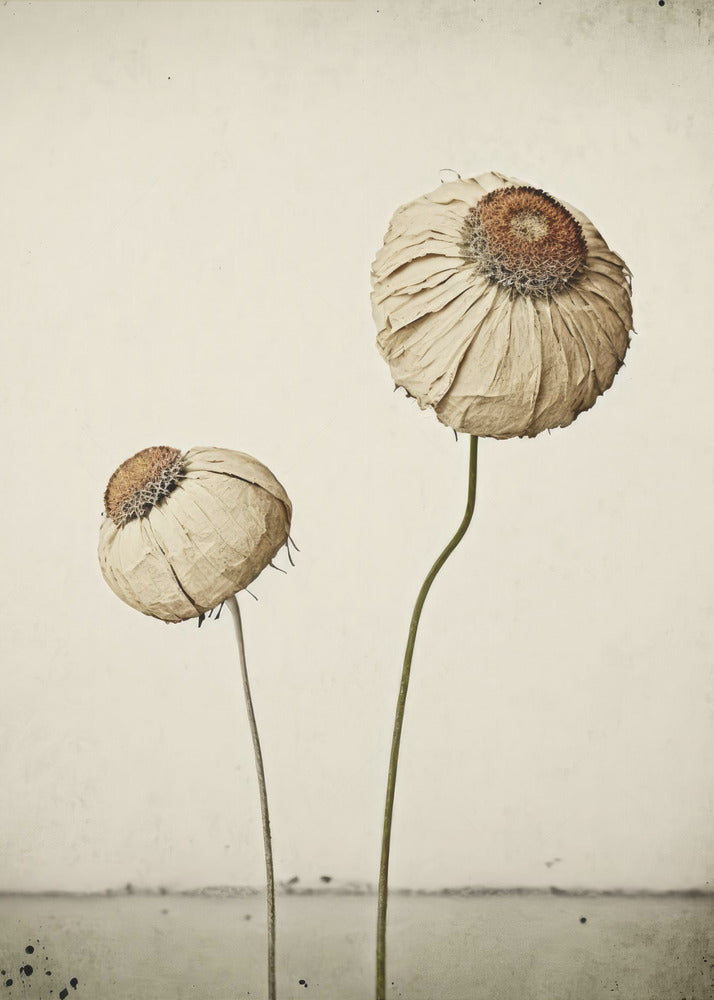 Flüsternde Blüten | Poster