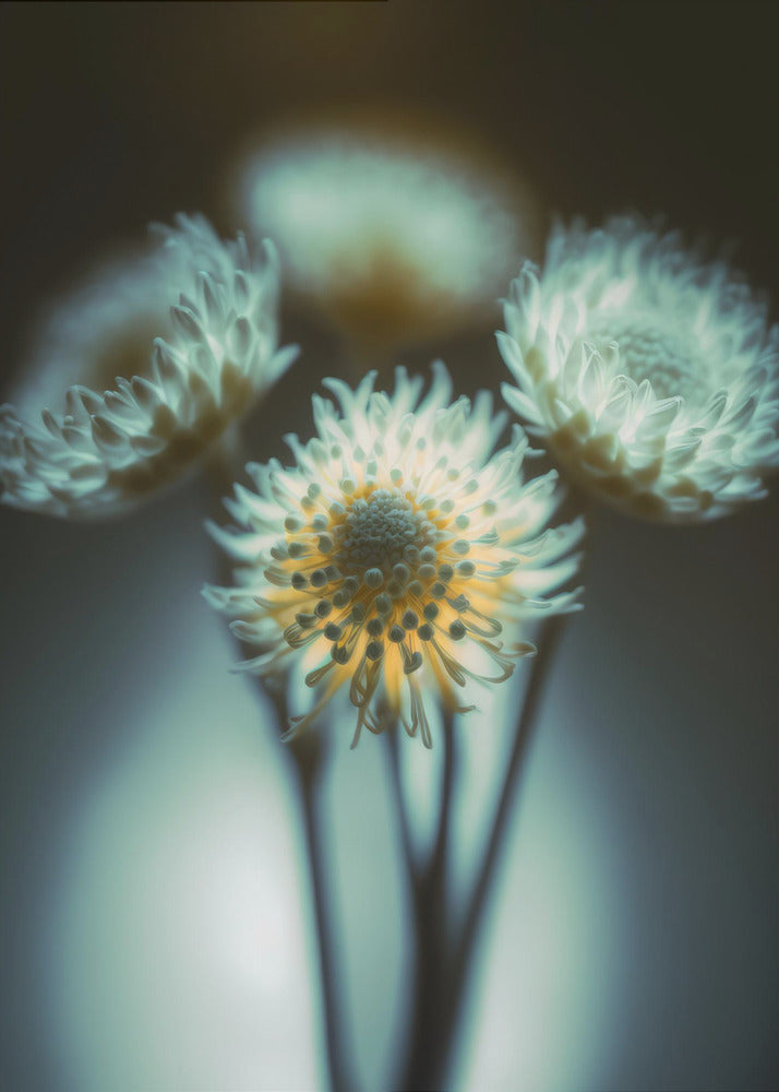 Ätherische Blüten | Poster