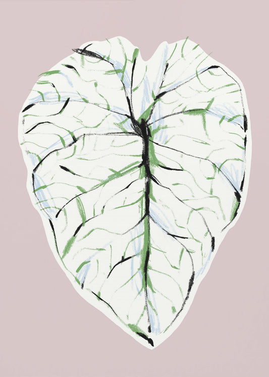 Alocasia Melo Light | Leinwand