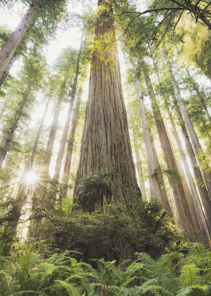 Beautiful Forest | Poster