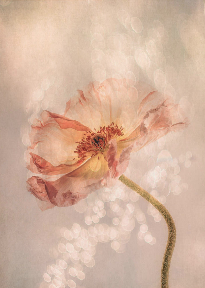 Strahlender Mohn | Poster