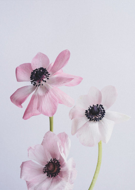 Blassrosa Ranunkelnblüten | Poster