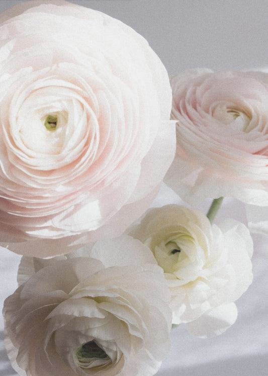 Soft Ranunculus | Poster