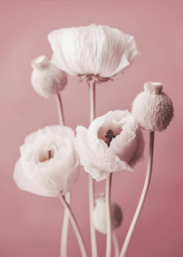 Sanft blühende Mohnblumen | Leinwand