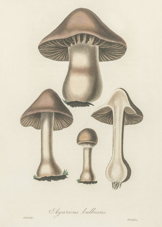 Agaricus Bulbosus Illustration. Medical Botany 1836 | Poster