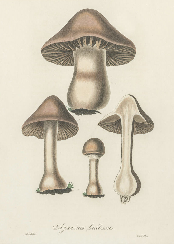 Agaricus Bulbosus Illustration. Medizinische Botanik 1836 | Leinwand