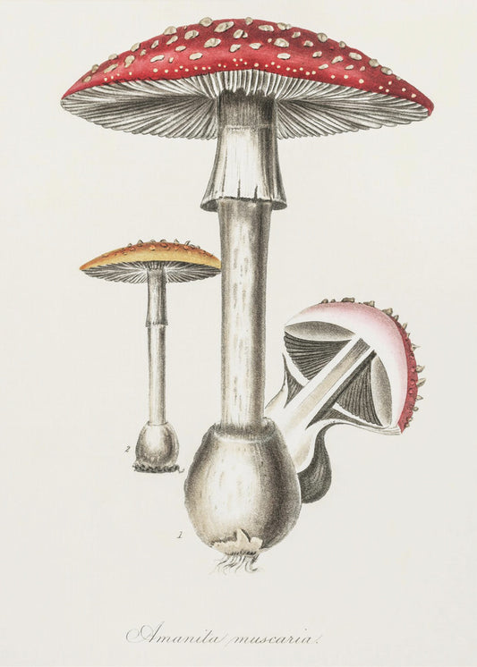 Amanita Muscaria Illustration. Medical Botany 1836 | Poster
