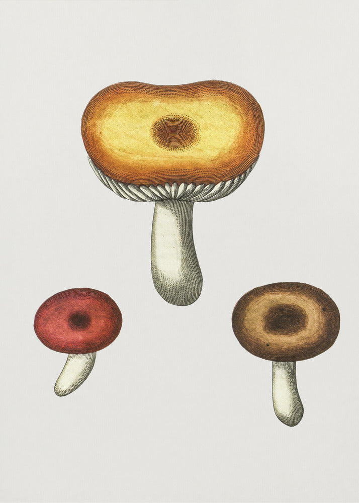 Handgezeichneter Galerina Pilz | Leinwand