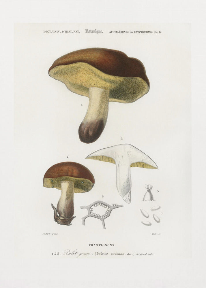 Pilz (Steinpilz Circinans) | Leinwand