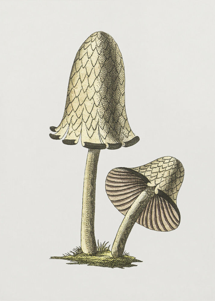 Vintager Tintenfisch-Esspilz | Poster