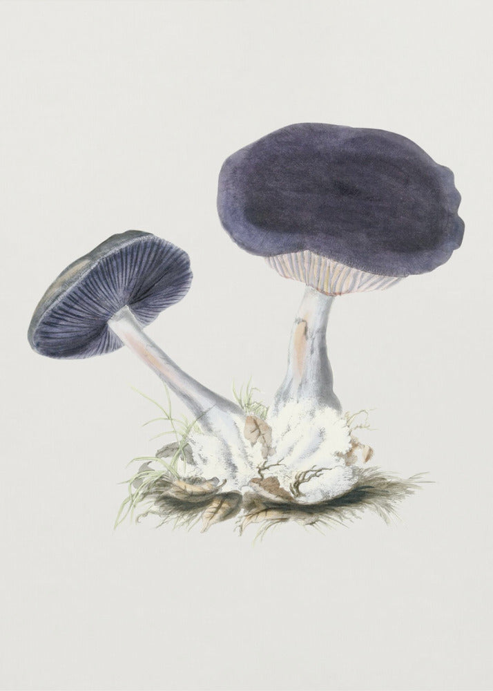 Vintage Violetter Webcap-Pilz Poster