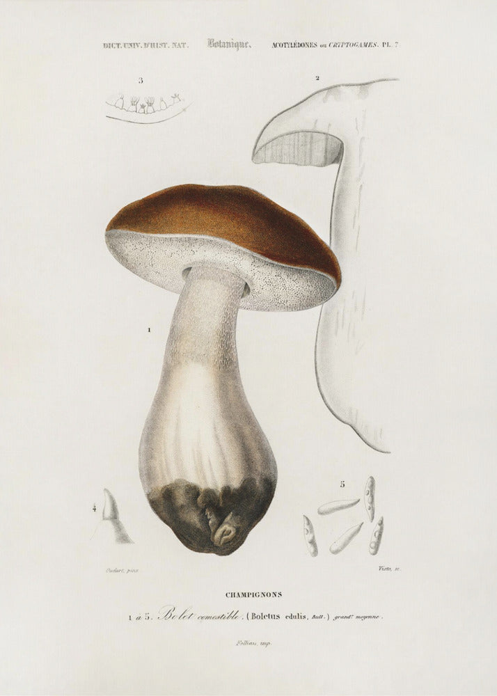 Penny Bun (Steinpilz Edulis) | Leinwand