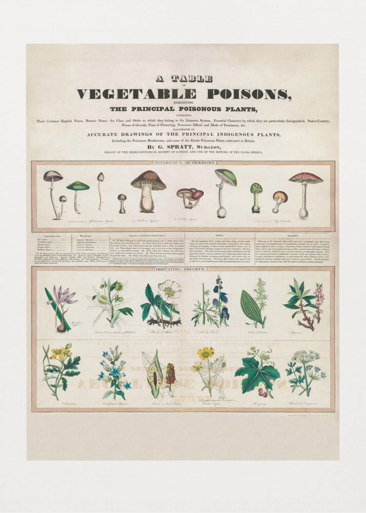 Giftige Pilze Reizgifte | Poster