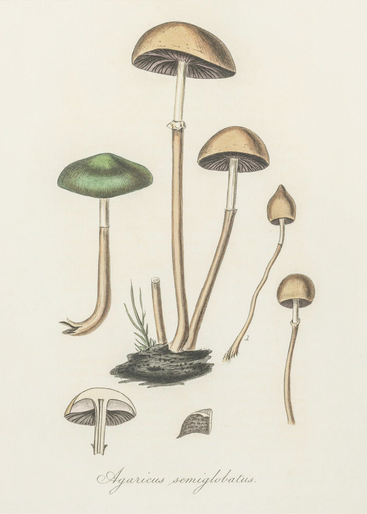Agaricus Semiglobatus | Leinwand