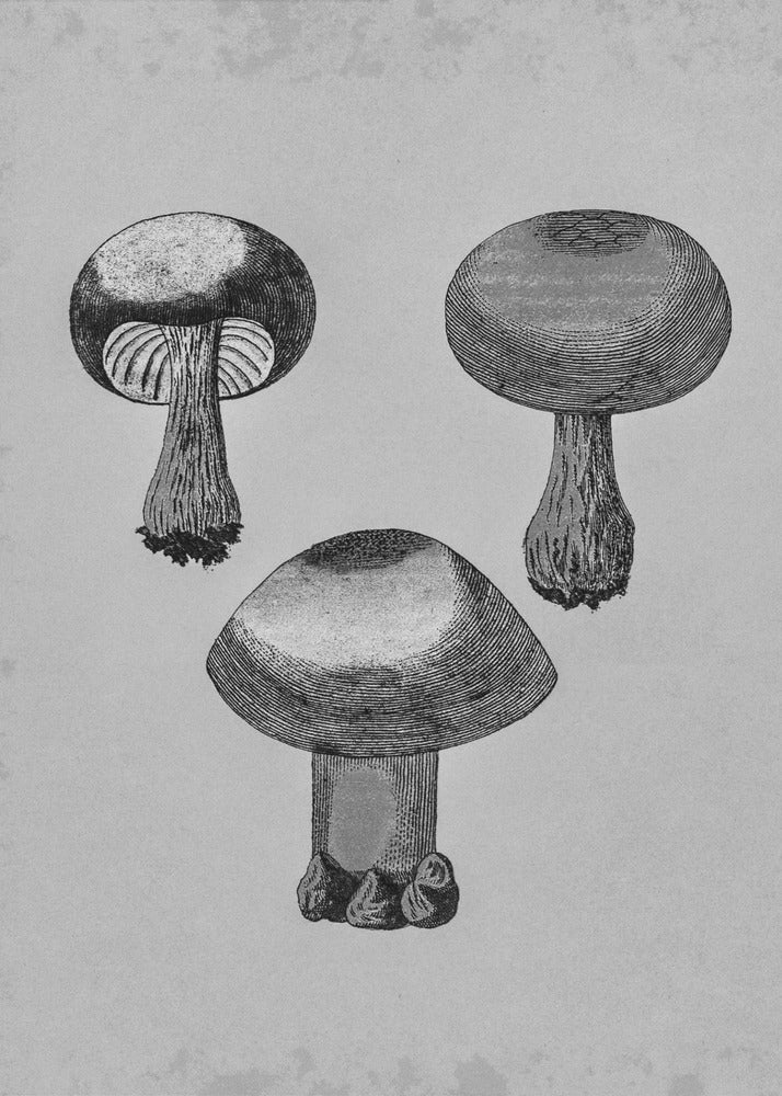 Violetter Webcap-Pilz | Poster