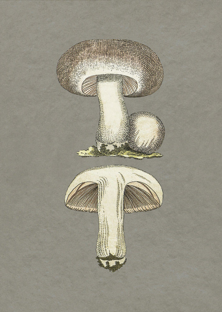 Feldpilz | Poster