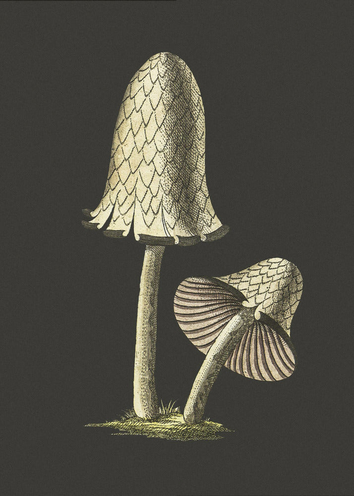 Vintage Inky Cap Essbarer Pilz Schwarzer Hintergrund | Poster