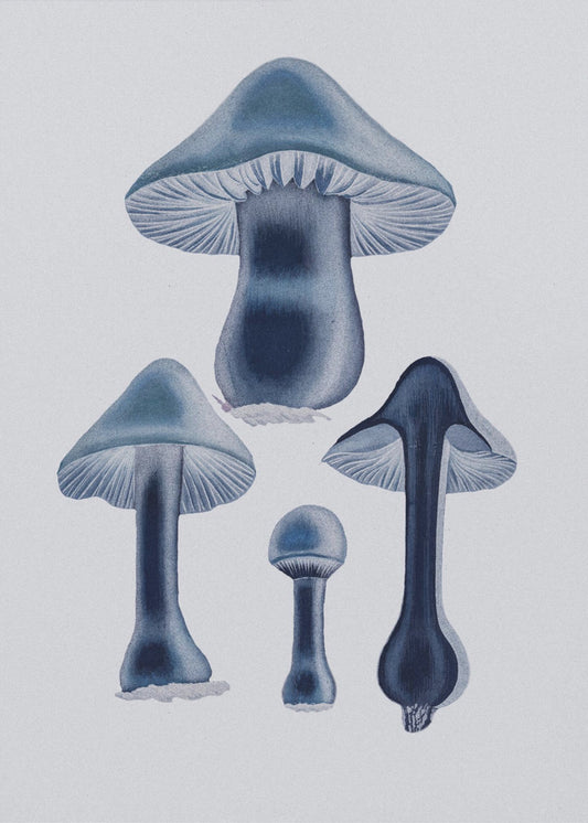 Agaricus Bulbosus - Blau | Poster