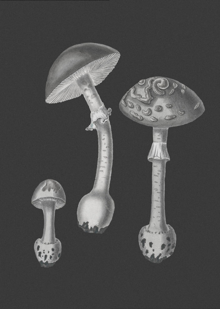Amanita Muscaria Schwarzer Hintergrund BW | Leinwand