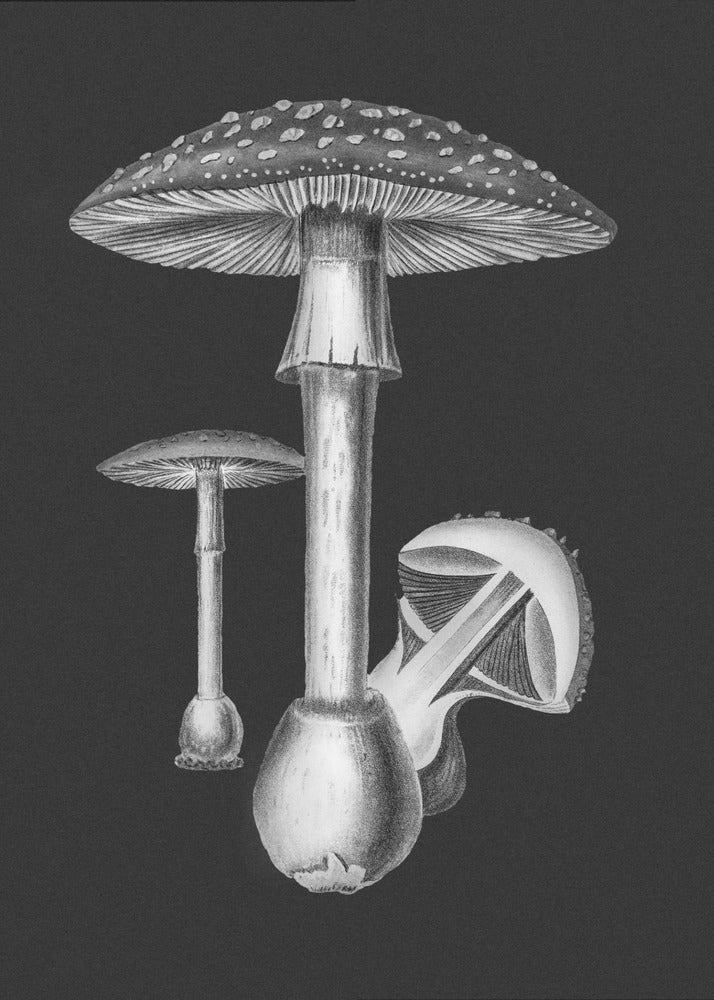 Amanita Muscaria Dunkler Hintergrund BW | Poster