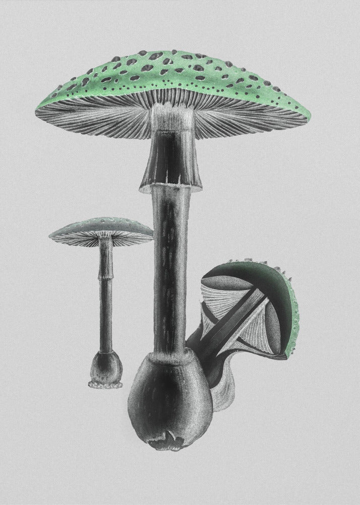 Amanita Muscaria Weißer Hintergrund Grün | Leinwand