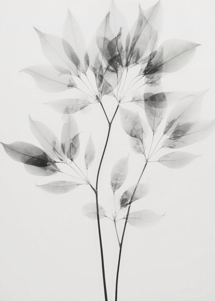 Transparente Blätter | Poster