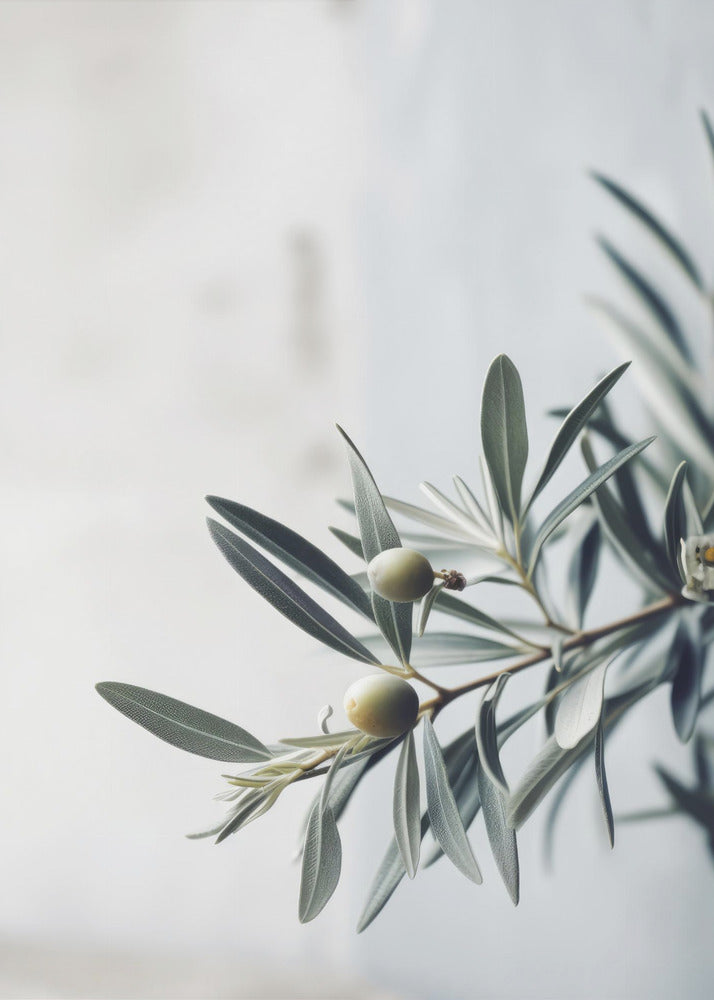 Olive Serenity | Leinwand