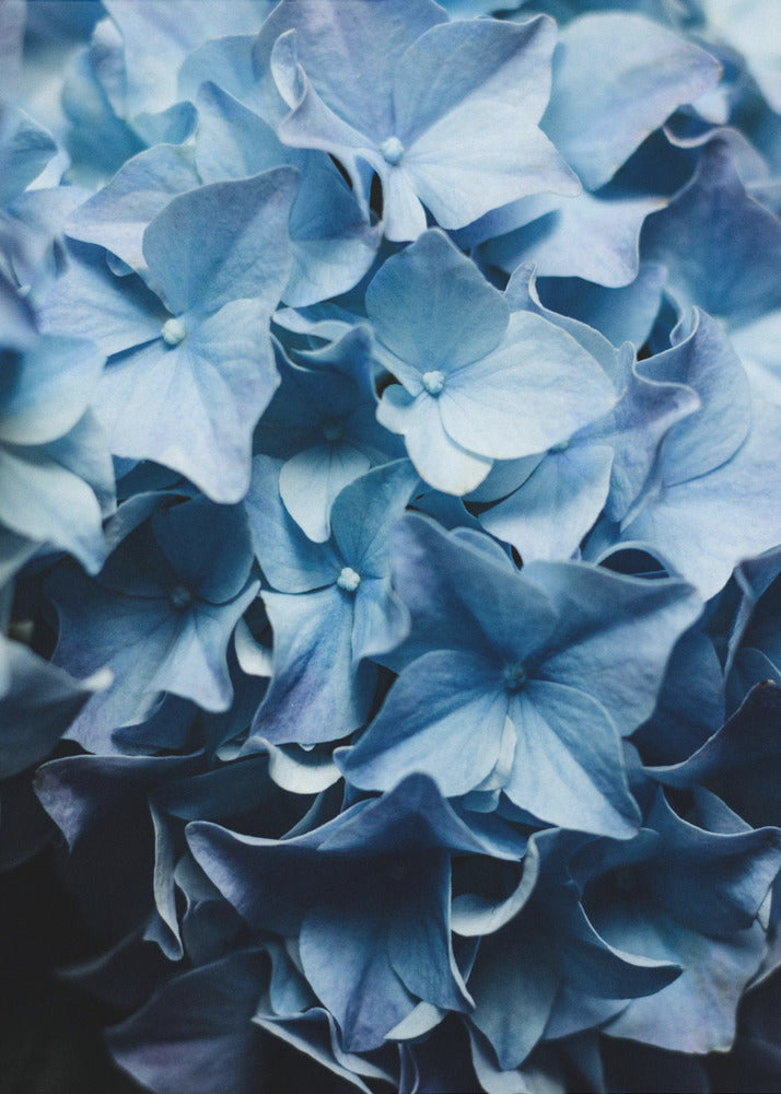 Leuchtend blaue Hortensien | Leinwand