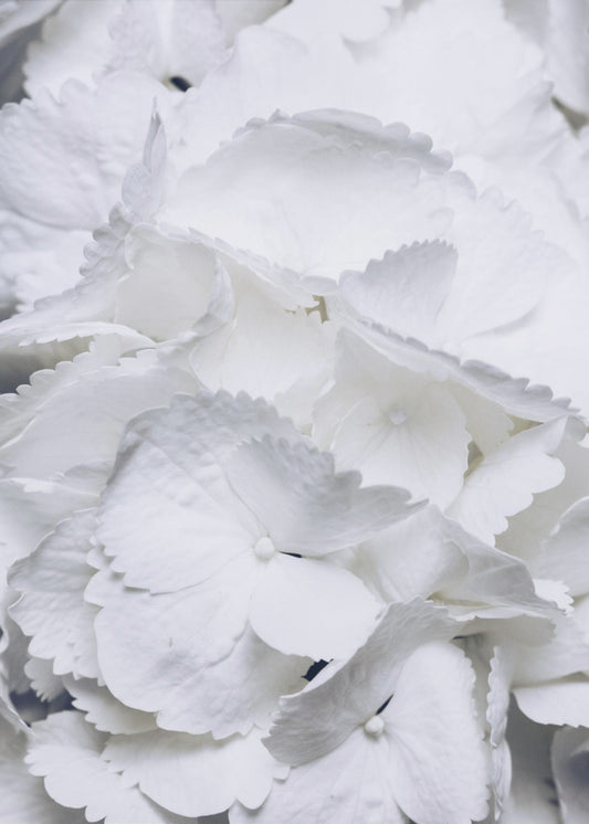 Delicate White Hydrangea Petals | Poster