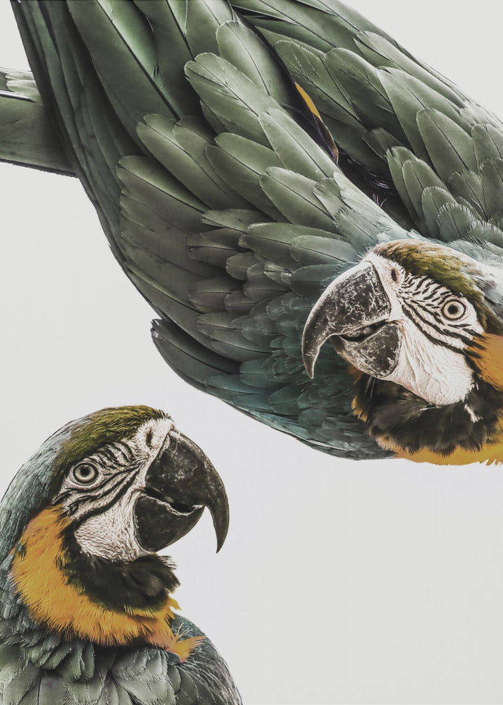 Lebendiges Papageien-Duo | Leinwand