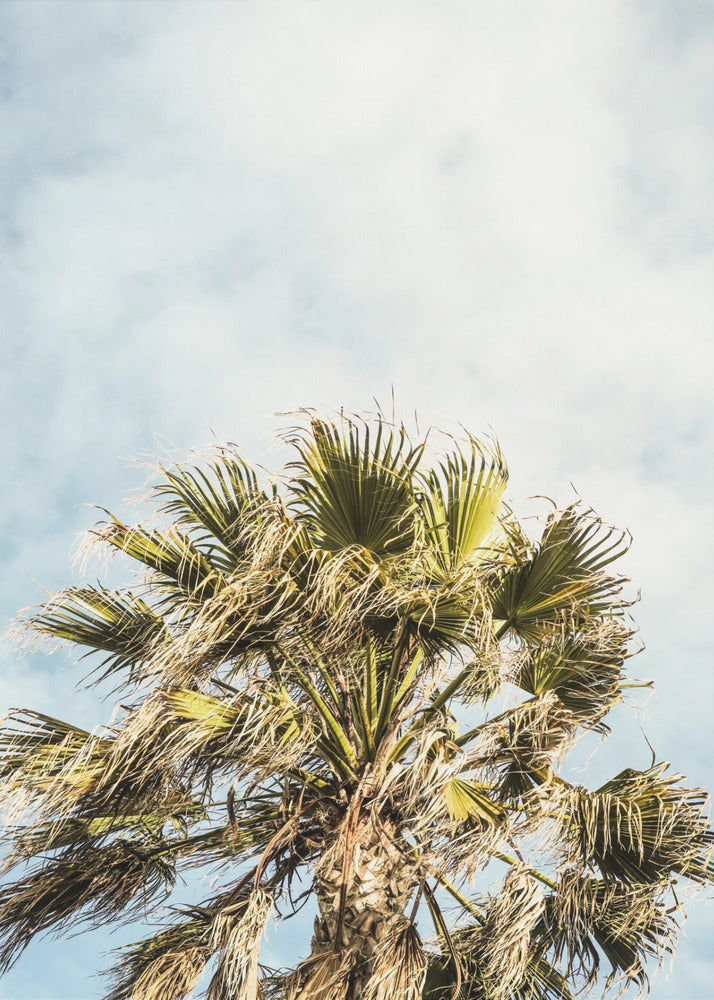 Sonnenbeschienene Wedel | Poster