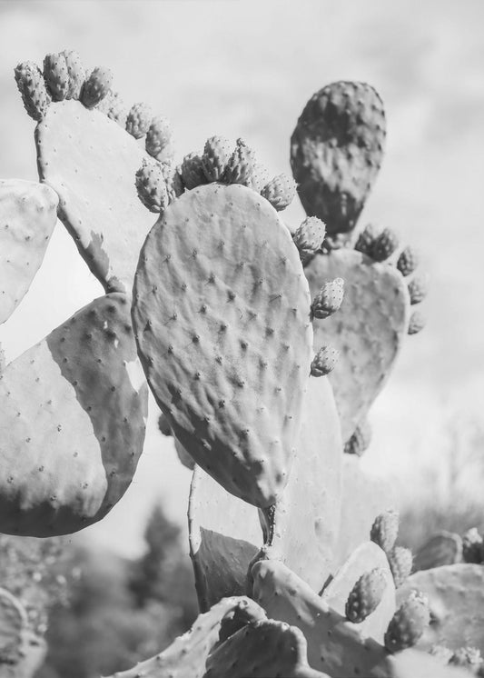 Desert Serenity | Canvas