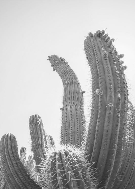 Wüstenriesen | Leinwand
